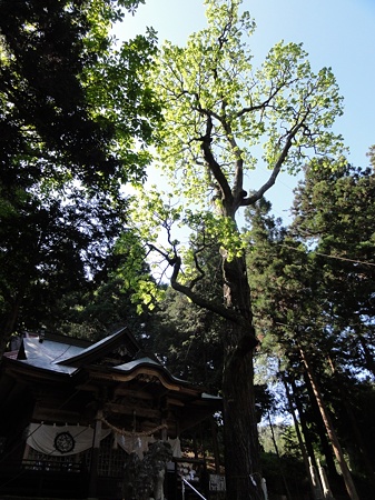 nagaokanoharikiri_p10