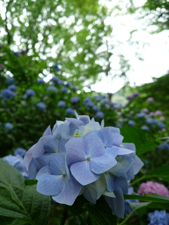 P1010587