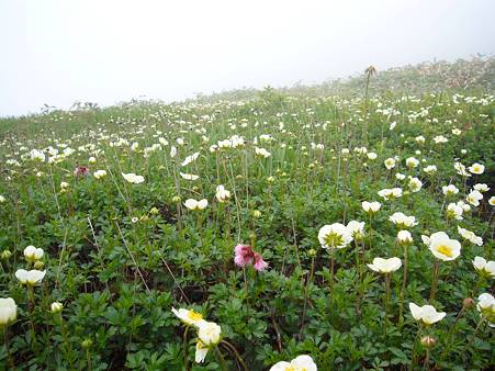 高山植物06