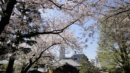 品川宿の桜