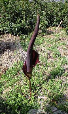 こんにゃくの花