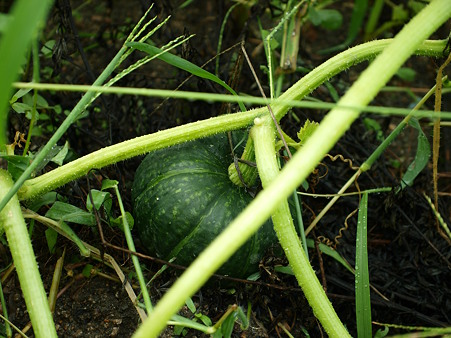 P7205219om