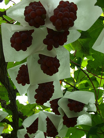 P7205259om