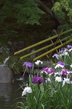 長谷寺の花菖蒲 03