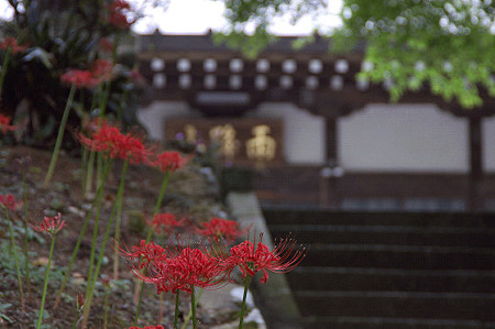 阿夫利神社から日向薬師へ 17
