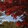 秋を愛でる