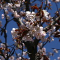 GWに北海道の桜 / 北海道