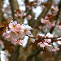 GWに北海道の桜2 / 北海道