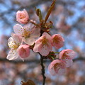 GWに北海道の桜3 / 北海道