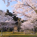 与謝野町・板列公園の桜 2020