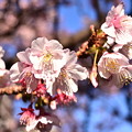 2021.01.31熱海桜