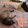 090906-【猫アニメ】まったり日曜日にゃ！